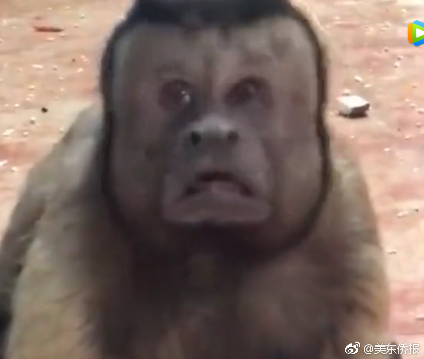 远‘光’软件（00206!3）2025年中报简析：营收净利润同比双双增长，公司应收账款体量较大