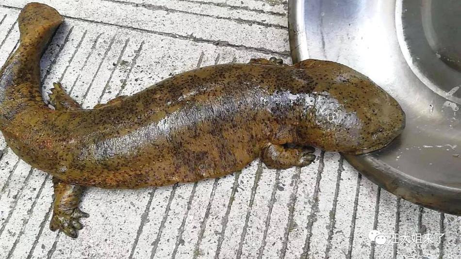 *st东;通爆—雷：4年造假3亿利润、骗募资22亿！4.5万股东咋维权？