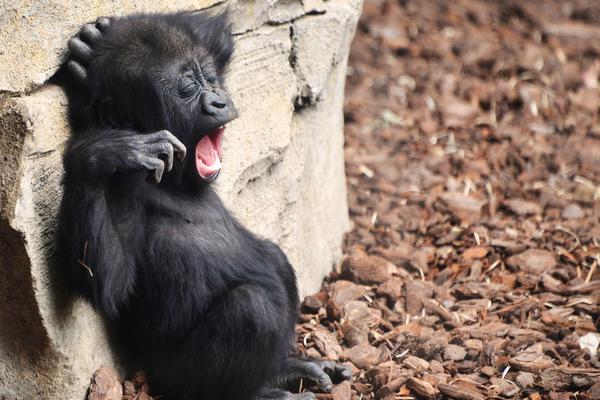 外卖全?职骑!手突破15万，京东为每人每月五险一金平均缴纳约2000元