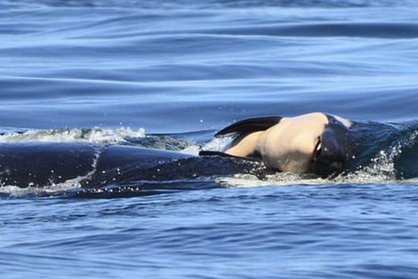 欧‘洲’人文与自然科学院外籍院士金石：如果ai是一个技术变革的话，那么量子计算或将带来更大的变革