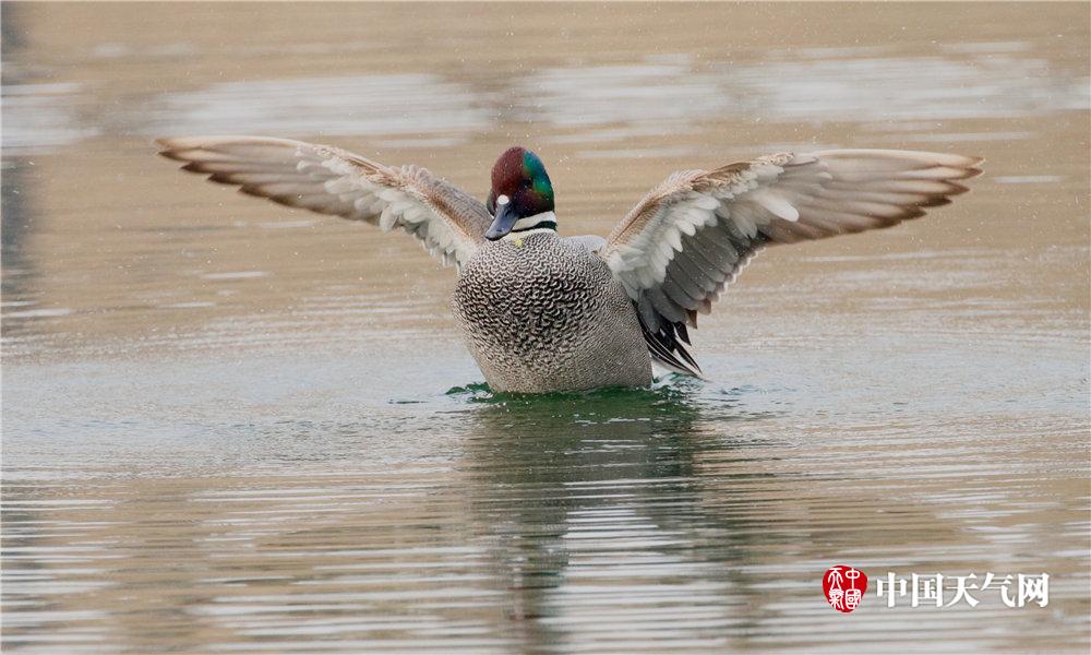 特斯—拉大消息！降价！